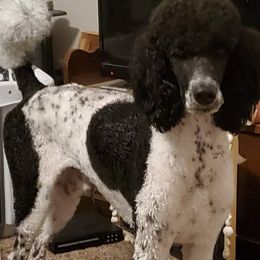 Labradoodles and Poodles from Labradoodles of North Texas