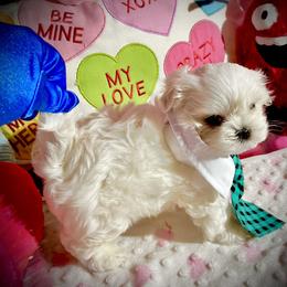 Maltese Puppies from Prime Malteses