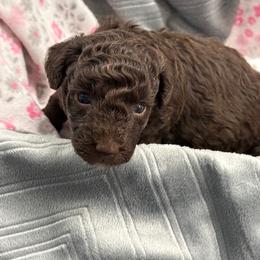 Poodle Puppies from Those Prissy P. Poodles