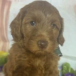 Green Collar - Red  female Goldendoodle puppy in Waterford, California from Windy Hill Doodles
