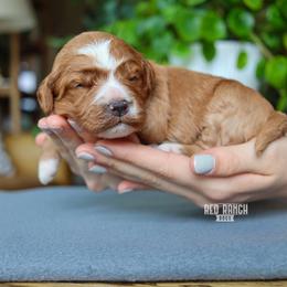 Indie - Red  female Goldendoodle puppy in Salado, Texas from Red Ranch Dogs
