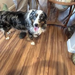 Australian Shepherd puppies from Puppy Love Ranch Mini Aussies