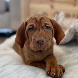 Girl 1 - Rust golden female Vizsla puppy in Gulf Breeze, Florida from April's Vizslas