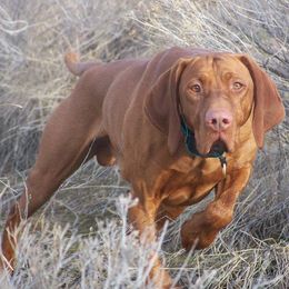 Vizsla All Grown Up from Wasatch Mountain Vizslas