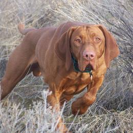 Vizsla All Grown Up from Wasatch Mountain Vizslas