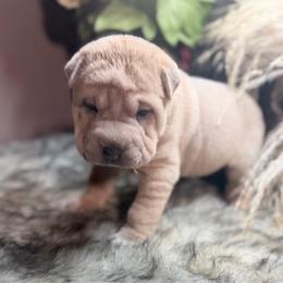 Vhagar - Blue sable female Chinese Shar-Pei puppy in Lehigh Acres, Florida from Florida Wrinkles