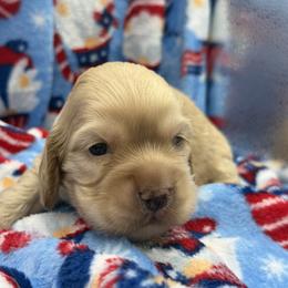 Cocker Spaniel Puppies from A&J Kennel
