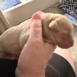 Pink Girl - Yellow female Labrador Retriever puppy in Rock Hill, South Carolina from North Star Retrievers