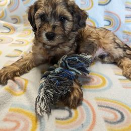 Aussiedoodle, Australian Shepherd, Bernedoodle, Cockapoo, and Poodle Puppies from Sis' Doodles & Poodles