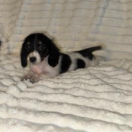 Penelope AKC - Piebald female Dachshund puppy in Magnolia, Texas from J&R Macias Dachshunds