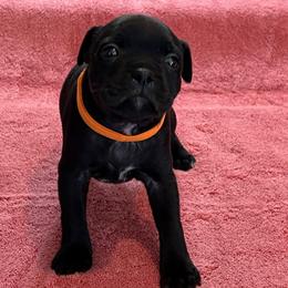 Cher - Brindle female Staffordshire Bull Terrier puppy in Lincoln, California from J Jax Staffords