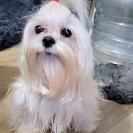 Suri - Maltese