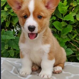 Pembroke Welsh Corgi Puppies from Gingerbread