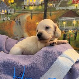 Hero - Cream male Dachshund puppy in Hensley, Arkansas from The Dachshund Barn