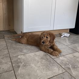 Coke - Apricot male Goldendoodle puppy in Sugarcreek, Ohio from True Hearted Doodles