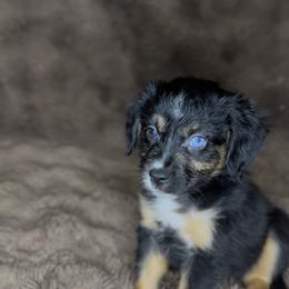 Kimber - Black tri female Miniature Australian Shepherd puppy in Queen Creek, Arizona from Arizona Aussies