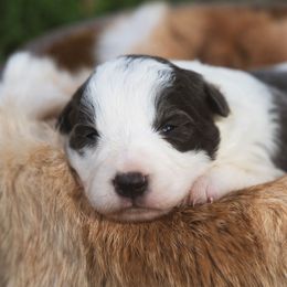 Quinn - White and blue female Border Collie puppy in Fresno, California from Alpine Tails