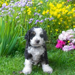 Australian Labradoodle Puppies from Skyedoodles Labradoodles