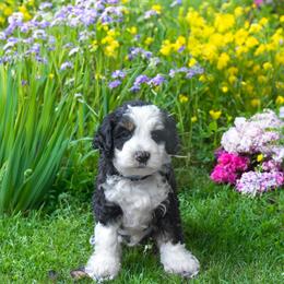 Australian Labradoodle Puppies from Skyedoodles Labradoodles
