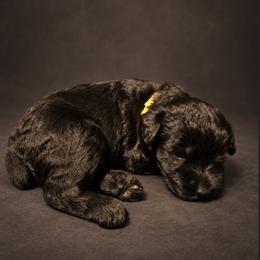 Gwendolyn von Copper Cottage - Black female Giant Schnauzer puppy in Helena, Alabama from The Copper Cottage Canines LLC
