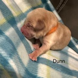 Dunn - Yellow male Labrador Retriever puppy in Moses Lake, Washington from Kreger Lake Kennels