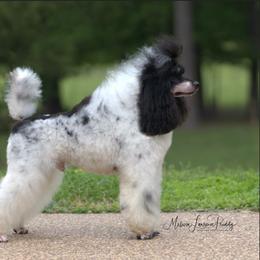 Nelson - Parti male Poodle puppy in Huntsville, Texas from Antigua Standard Poodles