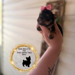 Female 1 - Black and tan female Yorkshire Terrier puppy in Montgomery County, Alabama from Alabama Yorkies of the South (Sierra’s Yorkshire Terrier Babies)