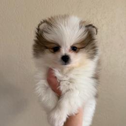 Nike - Orange parti male Pomeranian puppy in Phoenix, Arizona from Luxpomz