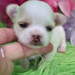 AKC Chloe - Cream and white female Chihuahua puppy in Emory, Texas from Mel's Wags & Kisses