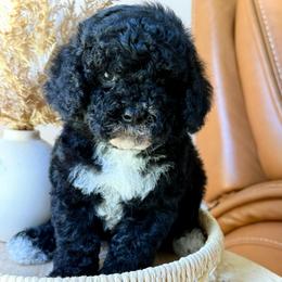 Benedict - Black and white male Cavapoo puppy in Danielsville, Georgia from Meg's Doodles and Poodles