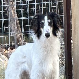 Poet - Silken Windhound