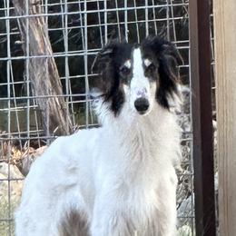 Poet - Silken Windhound
