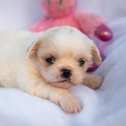 Pekingese, Poodle, and Shih Tzu Puppies from Happy puppies