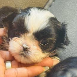 Ruby - Black and white female Shih Tzu puppy in Detroit, Michigan from Friends4everkennel LLC