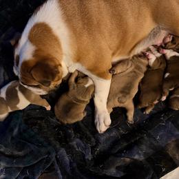 TBD - Fawn and white female Bulldog puppy in Bradleyville, Missouri from HurstBulldogs