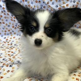 Papillons from Lone Star Papillons