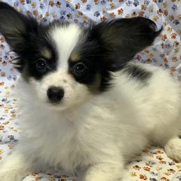 Papillons from Lone Star Papillons