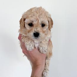 Ivy - female Cavapoochon puppy in Morris, Pennsylvania from Heartland Puppies