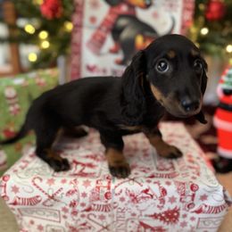 Stassi - Black and tan female Dachshund puppy in Clermont, Florida from Dachshund Dad