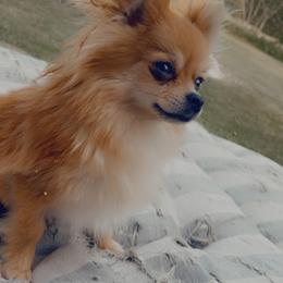 Skye - Pomeranian