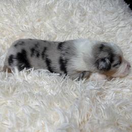 Duke - Blue merle male Australian Shepherd puppy in Olivehurst, California from Double M Aussies
