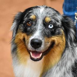 Australian Shepherds and Bichon Frises from The K Bar Ranch