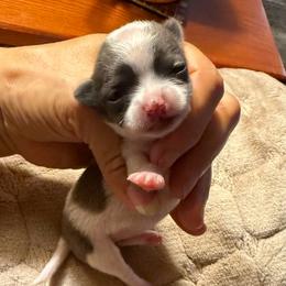 Smallest girl 7,000 - Blue and white female Chihuahua puppy in Summerfield, Florida from Uey’s Chihuahuas