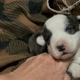Nutmeg - Brindle and white female Cardigan Welsh Corgi puppy in Kerens, West Virginia from Leather & Lace