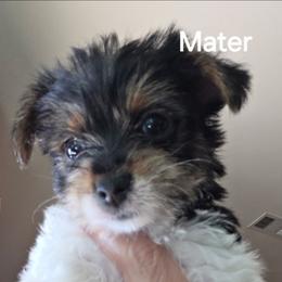 Mater - Parti male Yorkshire Terrier puppy in San Angelo, Texas from Eleventyseven Yorkies