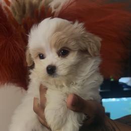 Valentino - White male Maltipoo puppy in Long Island, New York from Minipaws kennel
