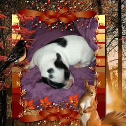 Chihuahua Puppies from Chilove Chihuahuas