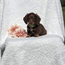 Leo - Chocolate and cream male Dachshund puppy in Terre Hill, Pennsylvania from Pine Grove Dachshund