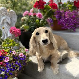 Huckleberry - Dachshund
