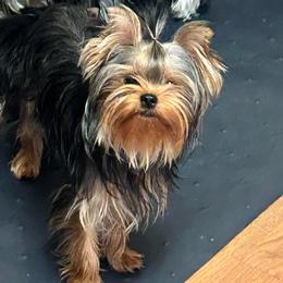 Sasha - Yorkshire Terrier